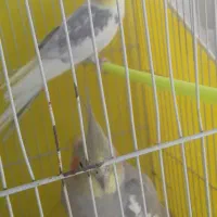 کبوتر فروشی