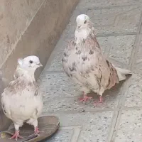 کبوتر