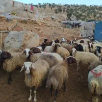 فروش بزوتی بزمیش وشیشک چاق درجه یک|حیوانات مزرعه|خرم‌آباد, |دیوار