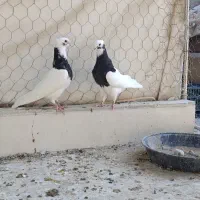 کبوتر