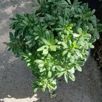 گل گیاه و نهال صداقت|خدمات باغبانی و درختکاری|مشهد, امیریه|دیوار
