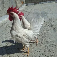 دوعدد‌خروس