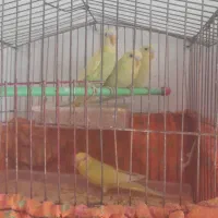 مرغ عشق جفتی ۳۵۰