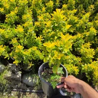 شمشاد یوکا یاس  تویا پالم فوتونیا (فوری)