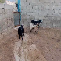 سلام ۴ راس کهره ماده پاک