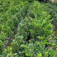 یاس هلندی سطل ۱۲ قیچی خورده