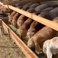 زیر نظر دامپزشکی دام بارکدار سالم زنده به قیمت روز