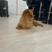 فروش سگ چاوچاو
