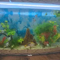 انواع ماهی زبرا ،آنجل سه خط ،آنجل مولد کله پرتقالی