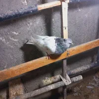 کفتر.کبوتر.کله سبزماده کاکلی