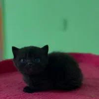 بریتیش شرتهیر مشکی