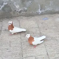 یک جفت طوقی یک جفت بدرنگ یه دونه خوشرنگ