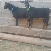 دوراس بزغاله نر و ماده مورسیا. فروشی|حیوانات مزرعه|تایباد, |دیوار