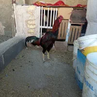 خروس لاری|حیوانات مزرعه|اصفهان, ارداجی|دیوار