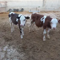 ۲راس گوساله سیمنتال جنس