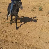 اسب کوچک وخوش اخلاق
