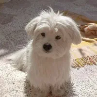 واگذاری سگ پامر رایگان