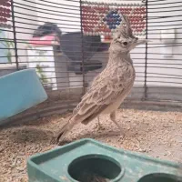 معاوضه با سهره خاکی