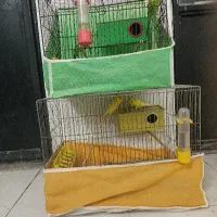 دوجفت مرغ عشق تخم گذارباقفس با تمام وسایل