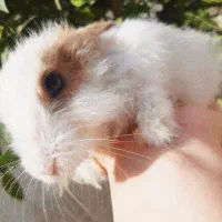 خرگوش نر