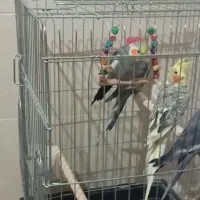 پرنده|پرنده|اسلام‌شهر, شهرک توحید|دیوار