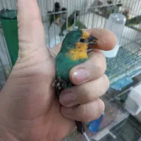 فنچ طوطیوار ماده آماده. گلدین|پرنده|پاکدشت, شهرک امام رضا|دیوار