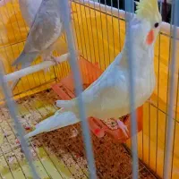 عروس هلندی خوشکل و ناناز|پرنده|شیراز, وزیرآباد|دیوار