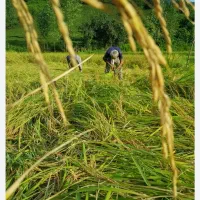 بورس برنج ایرانی برادران حسن زاده|خوردنی و آشامیدنی|تالش, تالش|دیوار