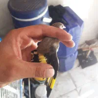 سهره|پرنده|نسیم‌شهر, |دیوار