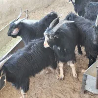 بزغاله بومی جو خورده چاق و به صرفه|حیوانات مزرعه|کویرات, |دیوار