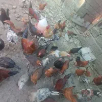 مرغ محلی اصل|حیوانات مزرعه|رامیان, |دیوار