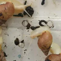 حلزون مولد وتخم گزار4ماهه