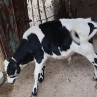 فروش دو گاو شیری با گوساله|حیوانات مزرعه|لامرد, |دیوار