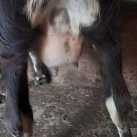 گاو گوساله نر|حیوانات مزرعه|صومعه‌سرا, |دیوار