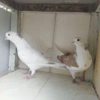 یک جفت کفتر پرش فوق سنگین