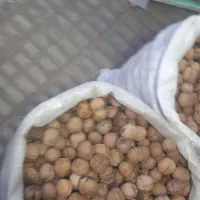 فروش گردو در نمایشگاه|خوردنی و آشامیدنی|بادرود, |دیوار