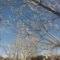 فضله کبوتر مخصوص کشت وکار|خدمات باغبانی و درختکاری|لنجان, |دیوار