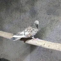 کفتر سرور نر و ماده پرشی|پرنده|زیباشهر, |دیوار