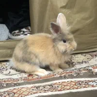 واگذاری خرگوش لوپ رایگان