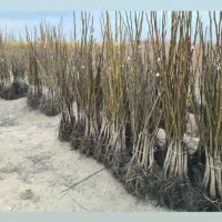 نهالستان آذرنهال|گل و گیاه طبیعی|میاندوآب, |دیوار