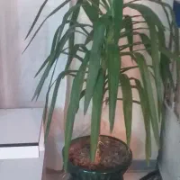 گل و گیاه طبیعی