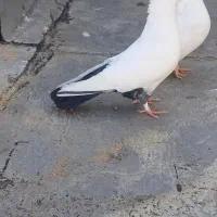 ۷ عدد کبوتر