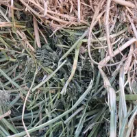 یونجه خالص پشه دورا پرس شده|خدمات باغبانی و درختکاری|اردبیل, |دیوار