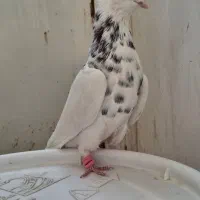 کبوتر طوقی|پرنده|کاشمر, |دیوار