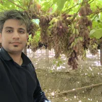 نهال انگور رو از منه تولید کننده بخر.. نه دلال..|خدمات باغبانی و درختکاری|تهران, آرژانتین|دیوار