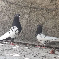 دو جفت کله سیاه|پرنده|فسا, |دیوار