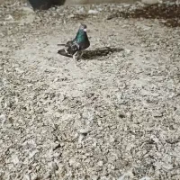 کبوتر سرور آتشی نر