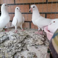 جوجه پتی والا|پرنده|قم, دروازه چوبی|دیوار