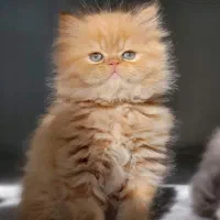 گربه پرشین اصیل