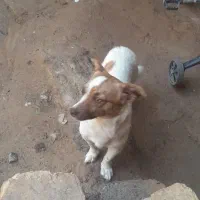 سگ پاکوتاه